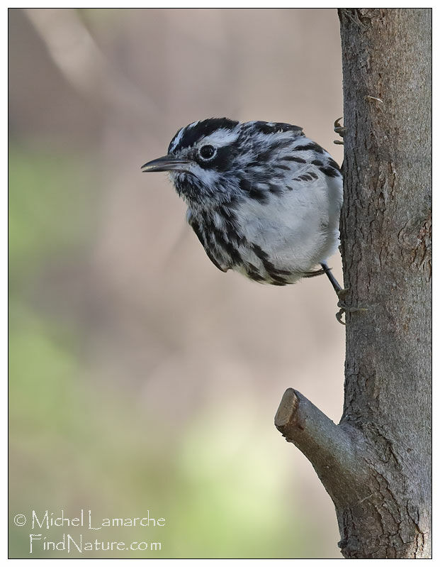 Black-and-white Warbler