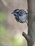 Black-and-white Warbler