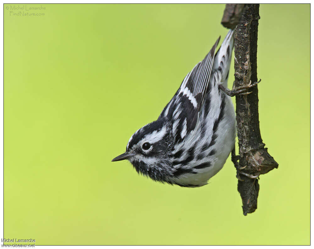 Paruline noir et blanc mâle adulte, identification