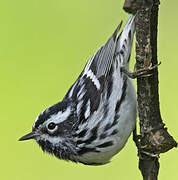 Black-and-white Warbler