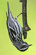 Black-and-white Warbler