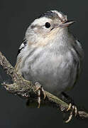 Black-and-white Warbler