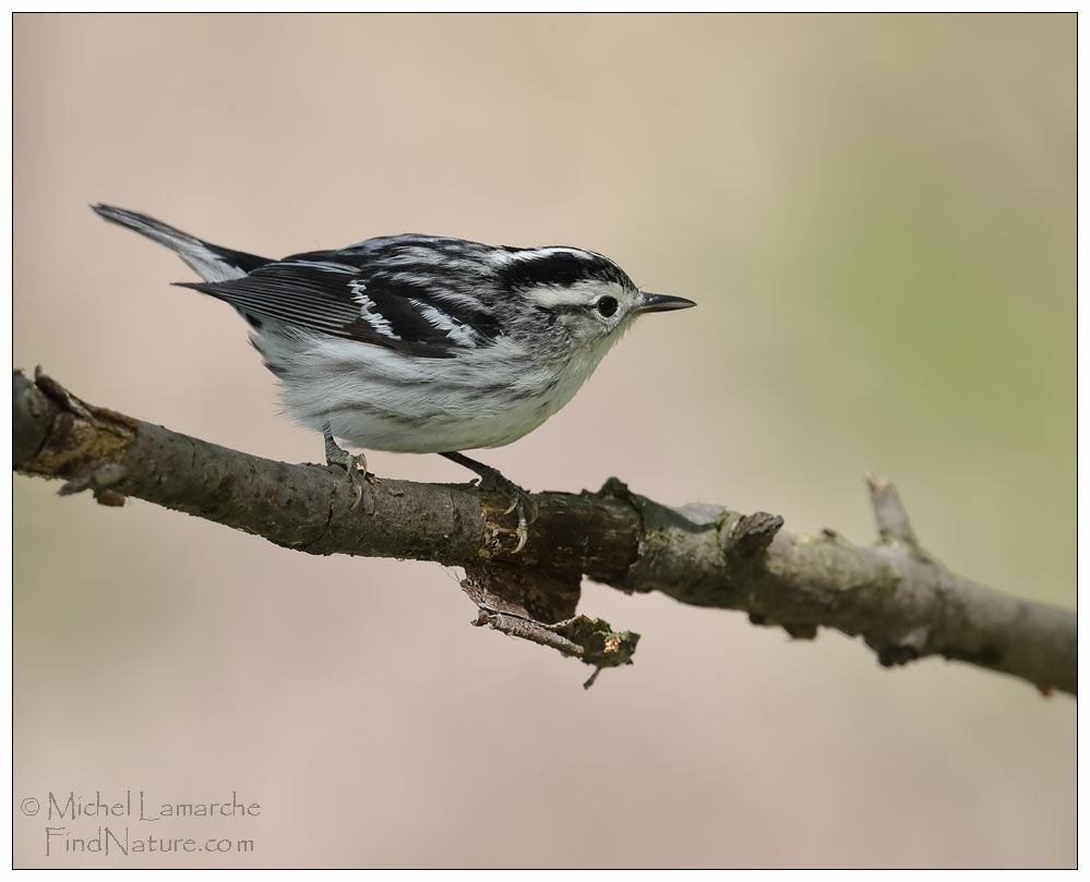 Paruline noir et blanc