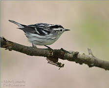 Black-and-white Warbler