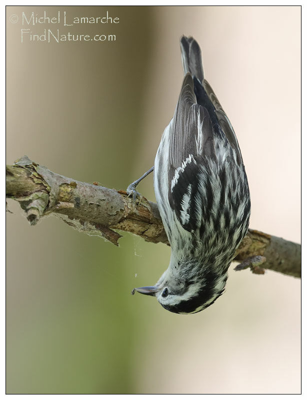 Black-and-white Warbler female adult