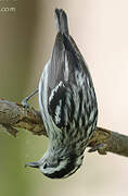 Black-and-white Warbler