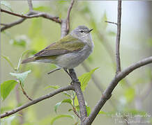 Tennessee Warbler