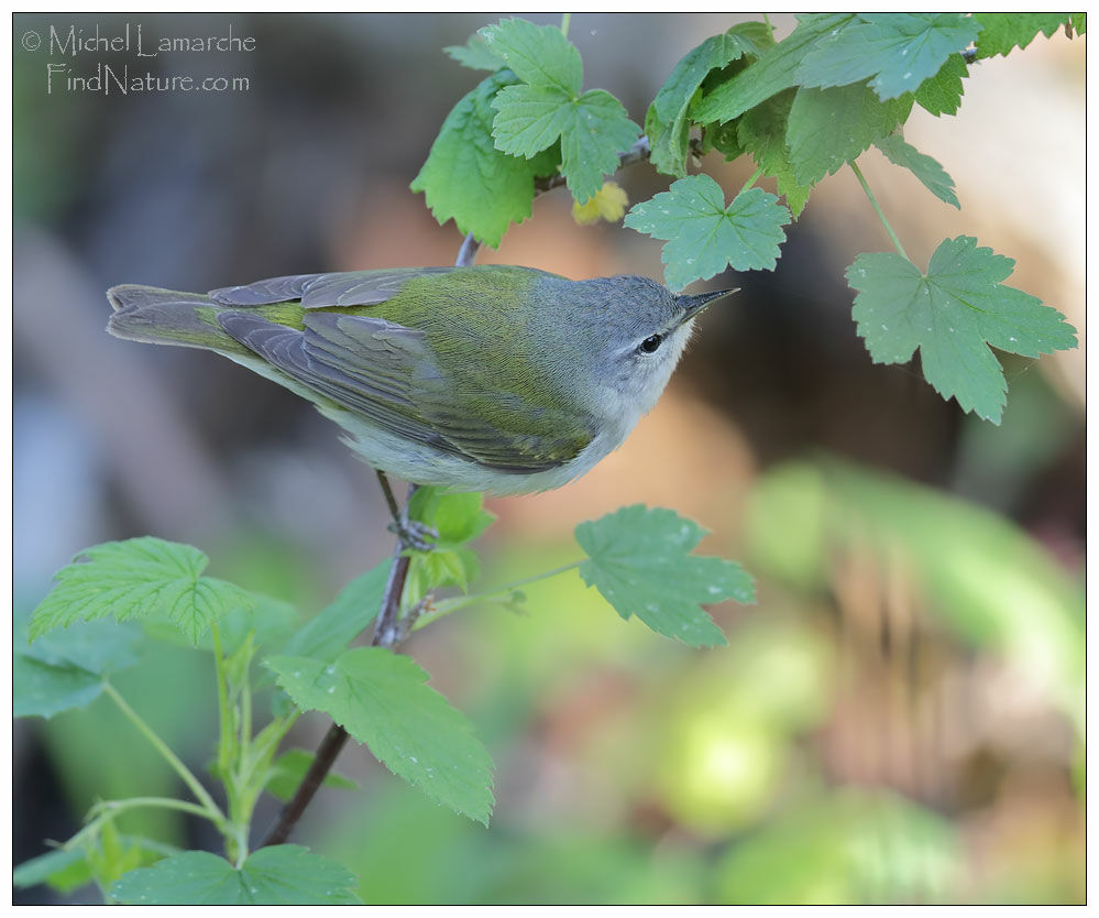 Tennessee Warbler