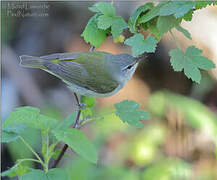 Tennessee Warbler