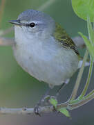 Tennessee Warbler