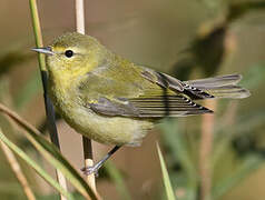 Tennessee Warbler