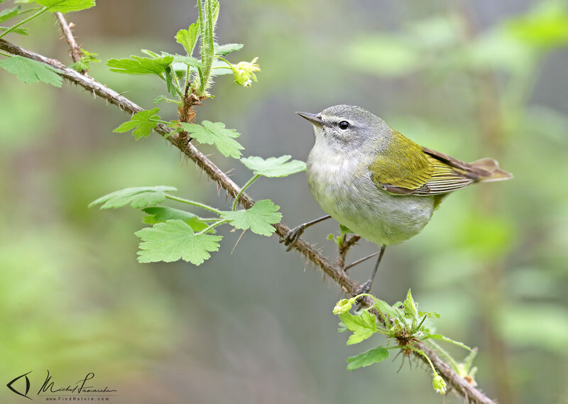 Tennessee Warbler male adult breeding