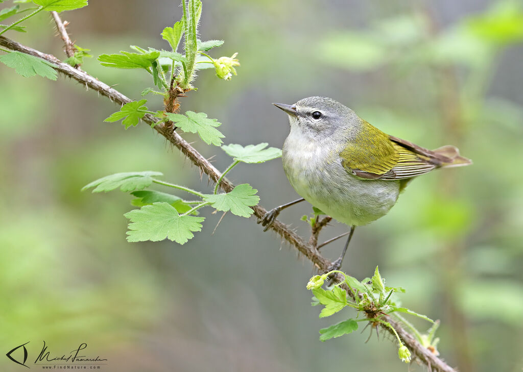 Tennessee Warbler male adult breeding