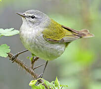 Tennessee Warbler