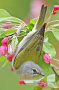 Tennessee Warbler