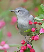 Tennessee Warbler