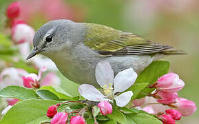 Tennessee Warbler