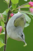 Tennessee Warbler