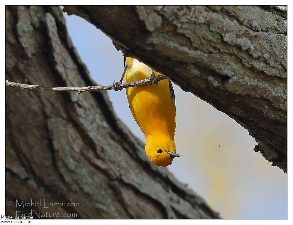 Prothonotary Warbler male adult, habitat, Behaviour