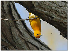 Prothonotary Warbler