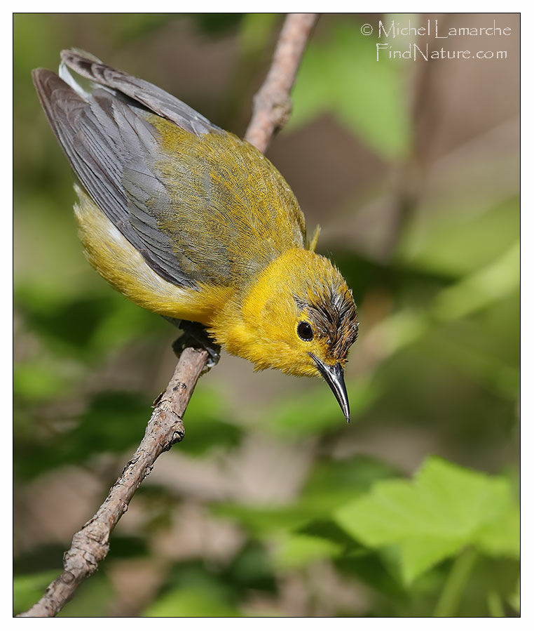 Prothonotary Warbler male adult