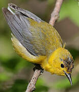 Prothonotary Warbler