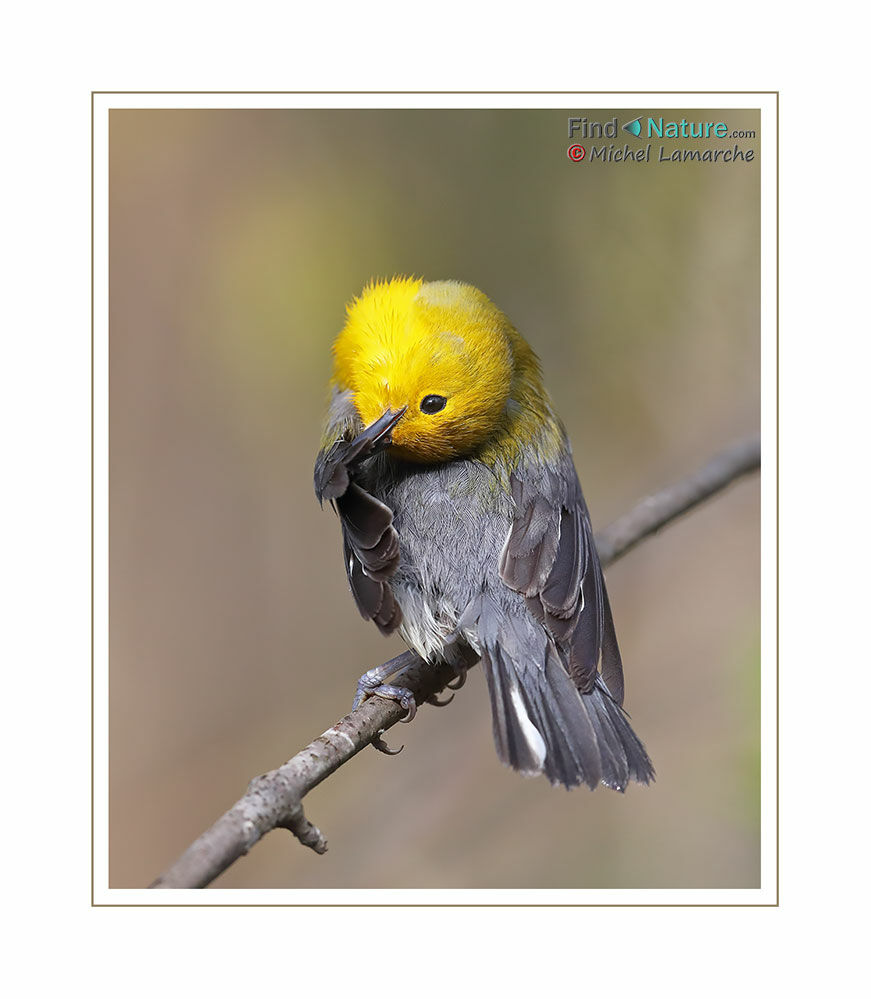 Prothonotary Warbler male adult