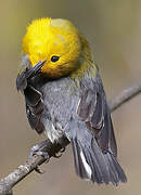 Prothonotary Warbler