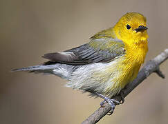 Prothonotary Warbler