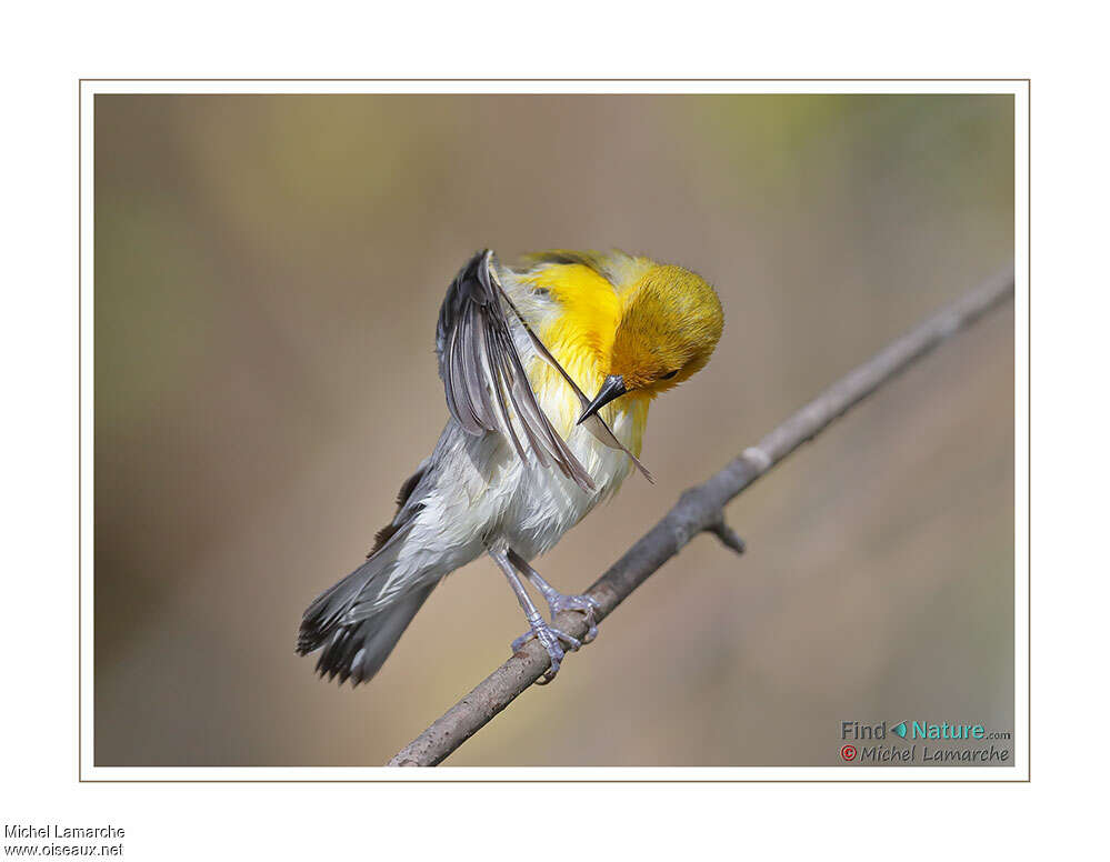 Prothonotary Warbler, care