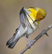 Prothonotary Warbler