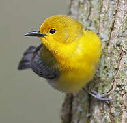 Prothonotary Warbler