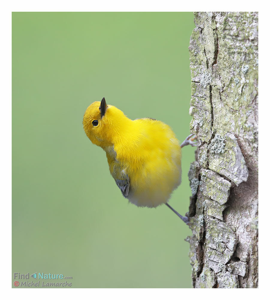 Prothonotary Warbler