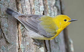 Prothonotary Warbler