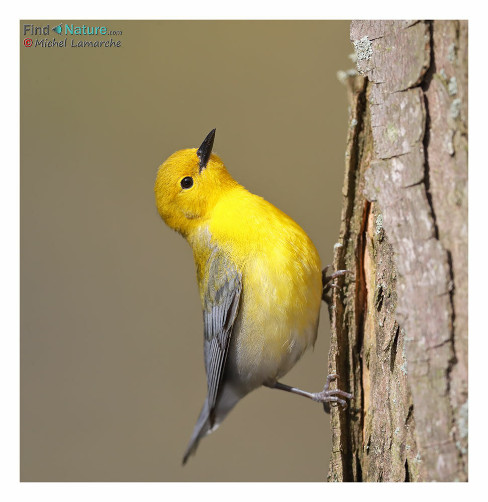 Prothonotary Warbler