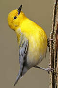 Prothonotary Warbler