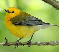 Prothonotary Warbler