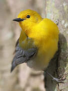 Prothonotary Warbler