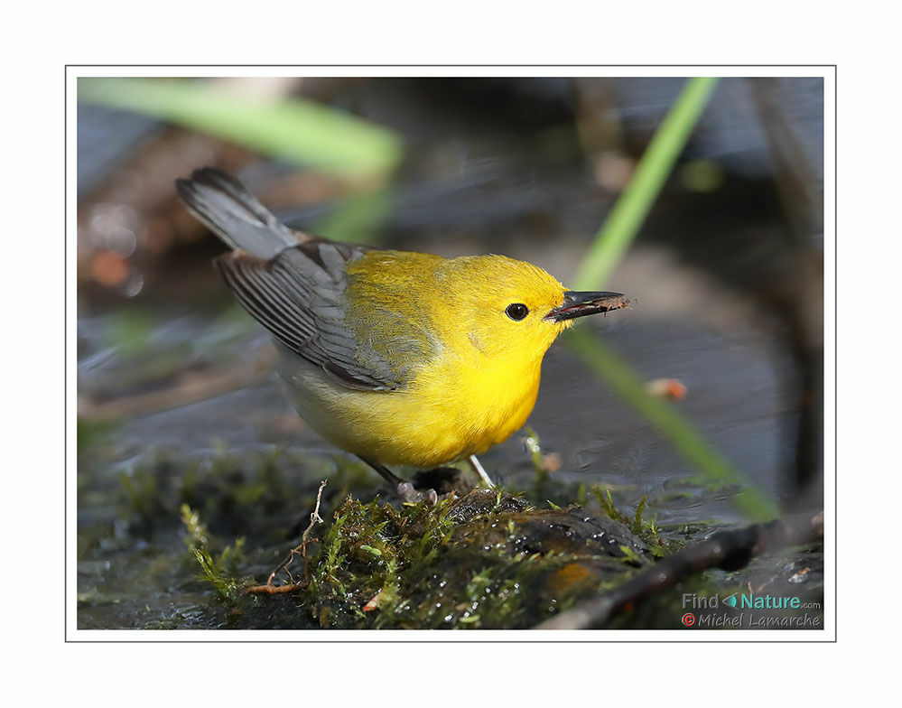 Prothonotary Warbler