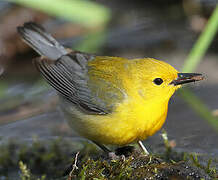 Prothonotary Warbler