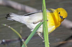 Prothonotary Warbler