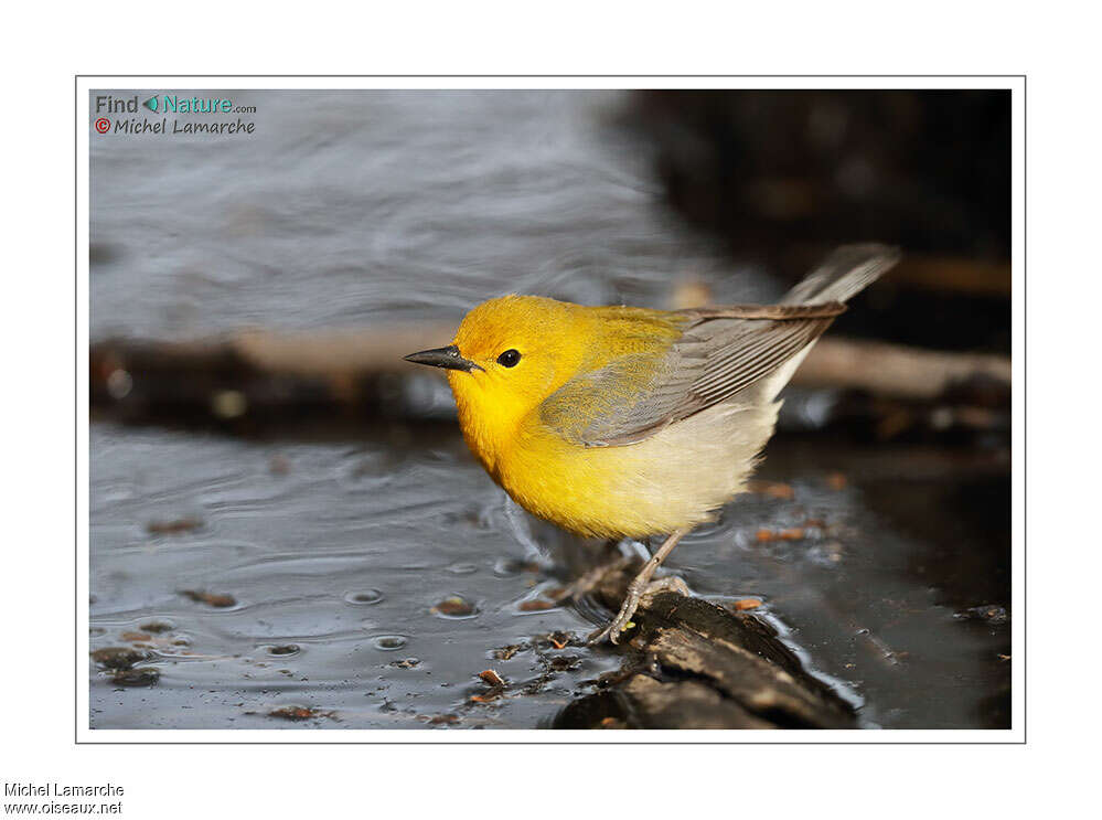 Prothonotary Warbler male adult, identification