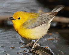 Prothonotary Warbler