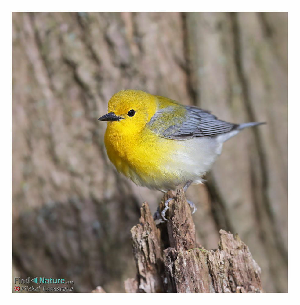 Prothonotary Warbler