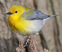 Prothonotary Warbler