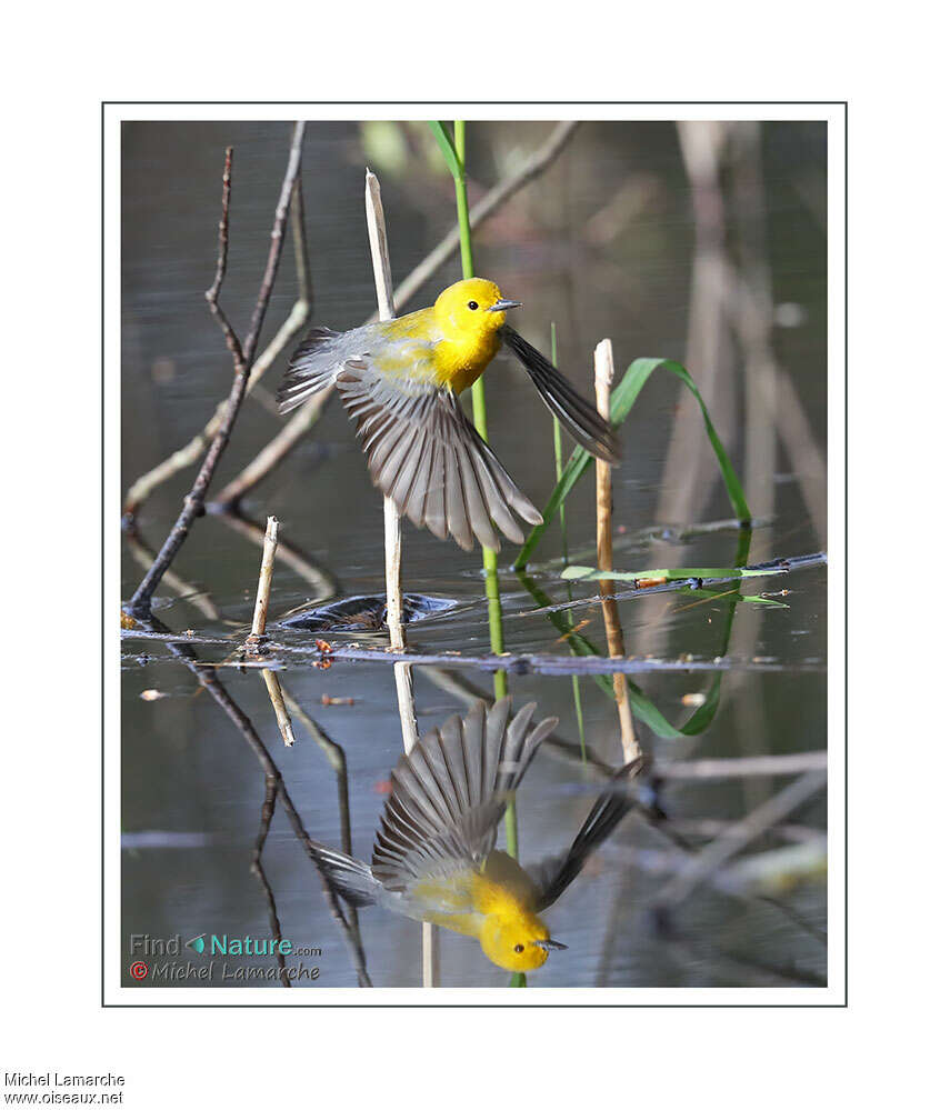 Prothonotary Warbleradult, Flight