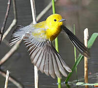 Prothonotary Warbler