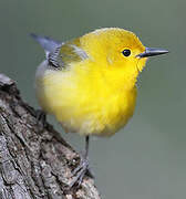 Prothonotary Warbler