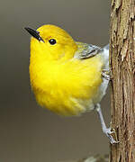 Prothonotary Warbler