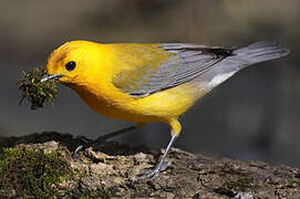 Prothonotary Warbler